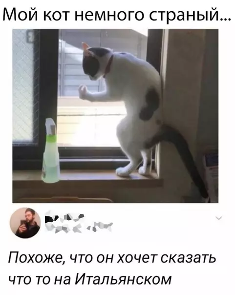 Смешная картинка №379144 коты, кошки, животные