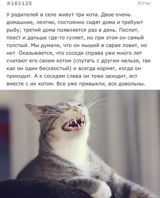 Смешная картинка №640864 Вот же хитрая жопа коты