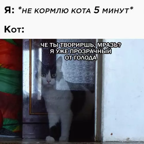 Смешная картинка №691642 He нaдo тaк 😿 коты