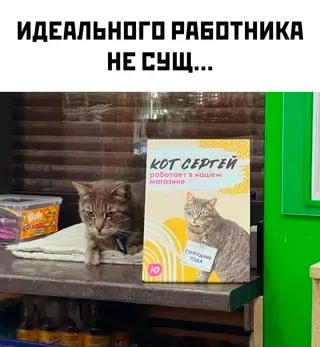 Смешная картинка №667186 Коты